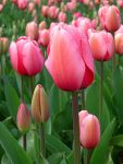 250px-Tulip_-_floriade_canberra