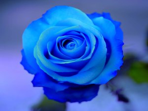 Blue-Rose-Wallpapers-HD