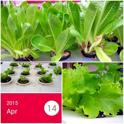 11159459_982291831789536_6441282649589809611_n